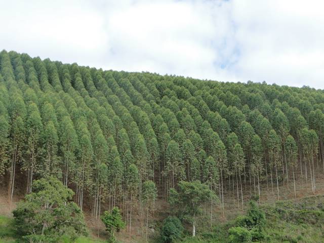 empresa-especializada-plantio-eucalipto-02